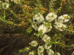 Plancia ëd Bembix vespiformis F. Smith 1856