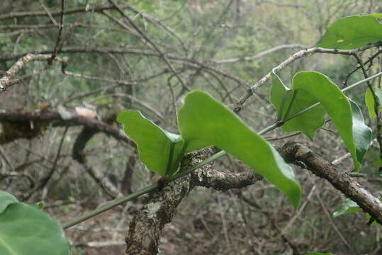 <i>Vincetoxicum flanaganii</i>的圖片