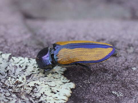 Image of Temognatha suturalis (Donovan 1805)