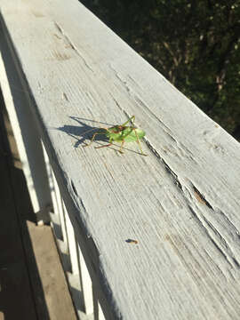 Image of western true katydids