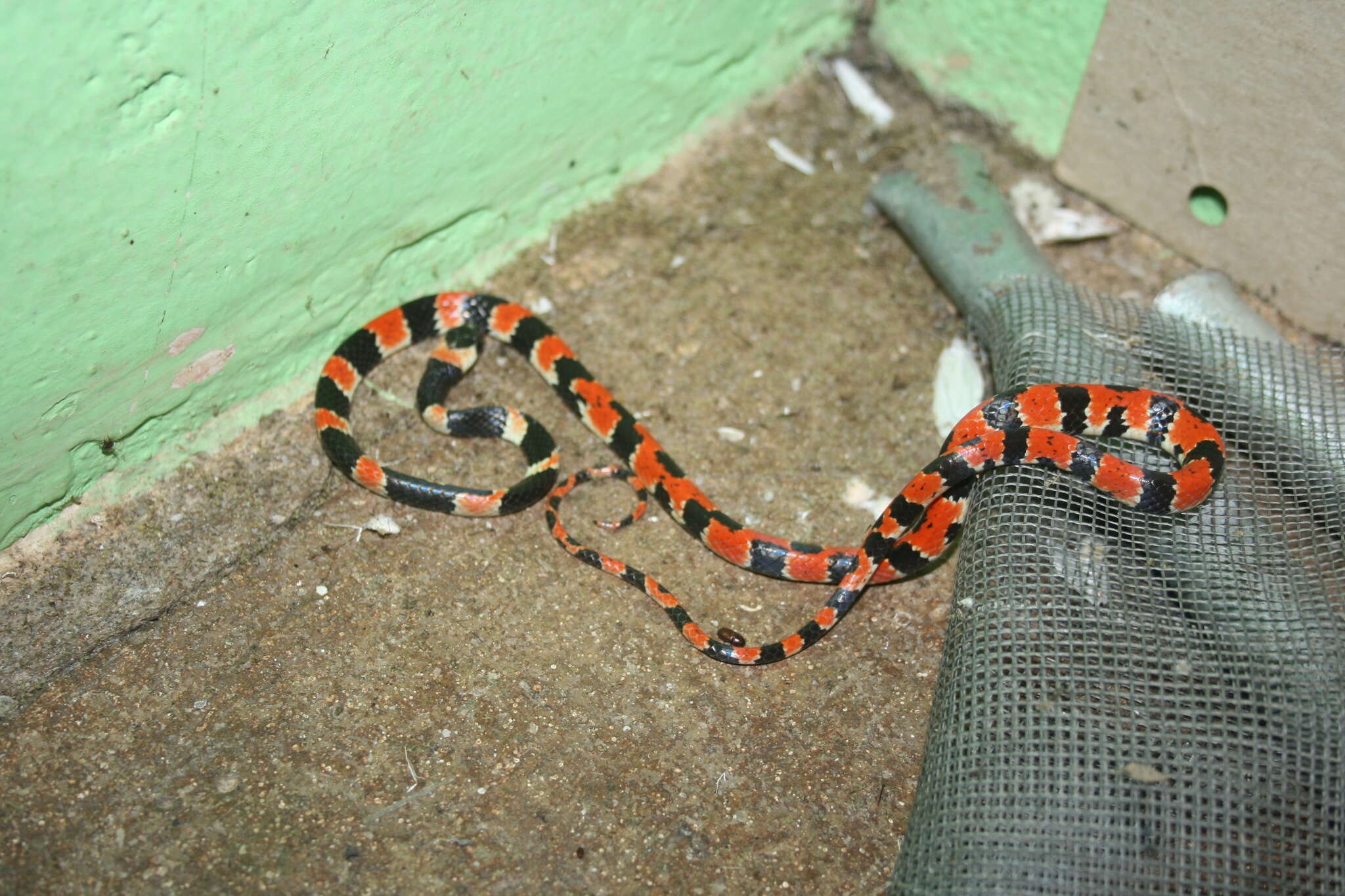 Image of Cope's Snail Sucker