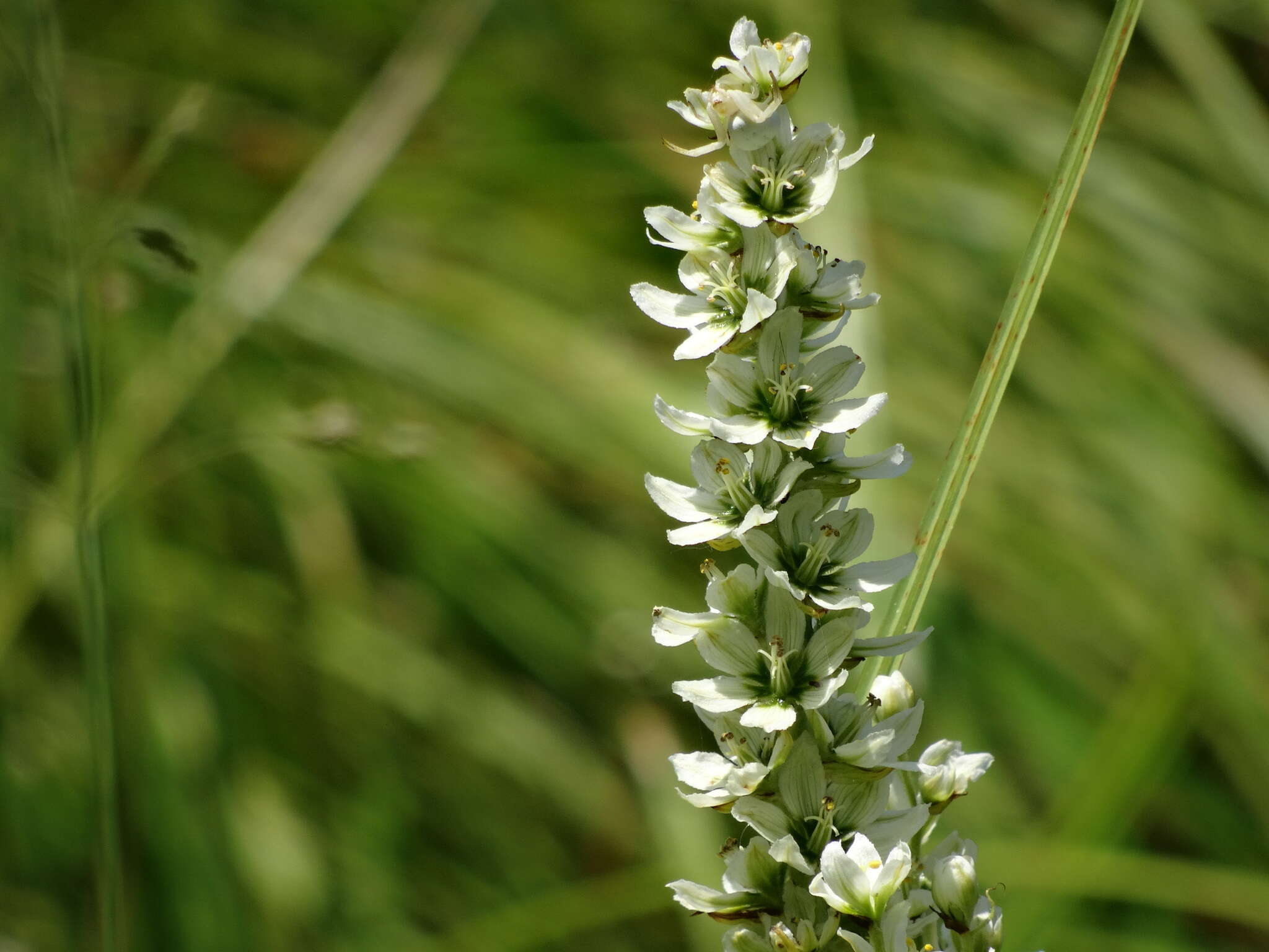 صورة Veratrum californicum Durand