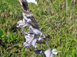 Imagem de Gladiolus permeabilis subsp. edulis (Burch. ex Ker Gawl.) Oberm.