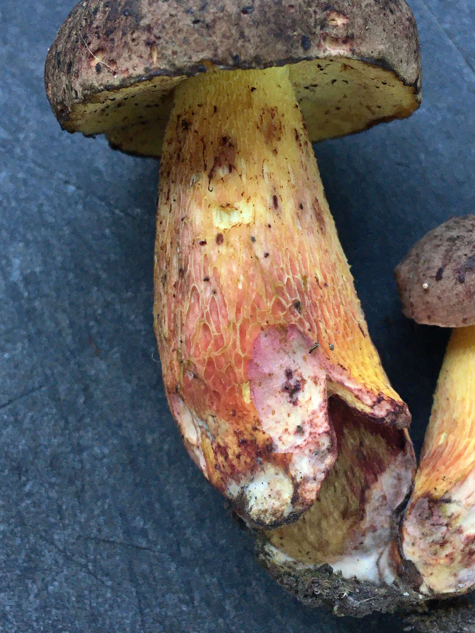 Image of Boletus billieae Both, Bessette & W. J. Neill 2001