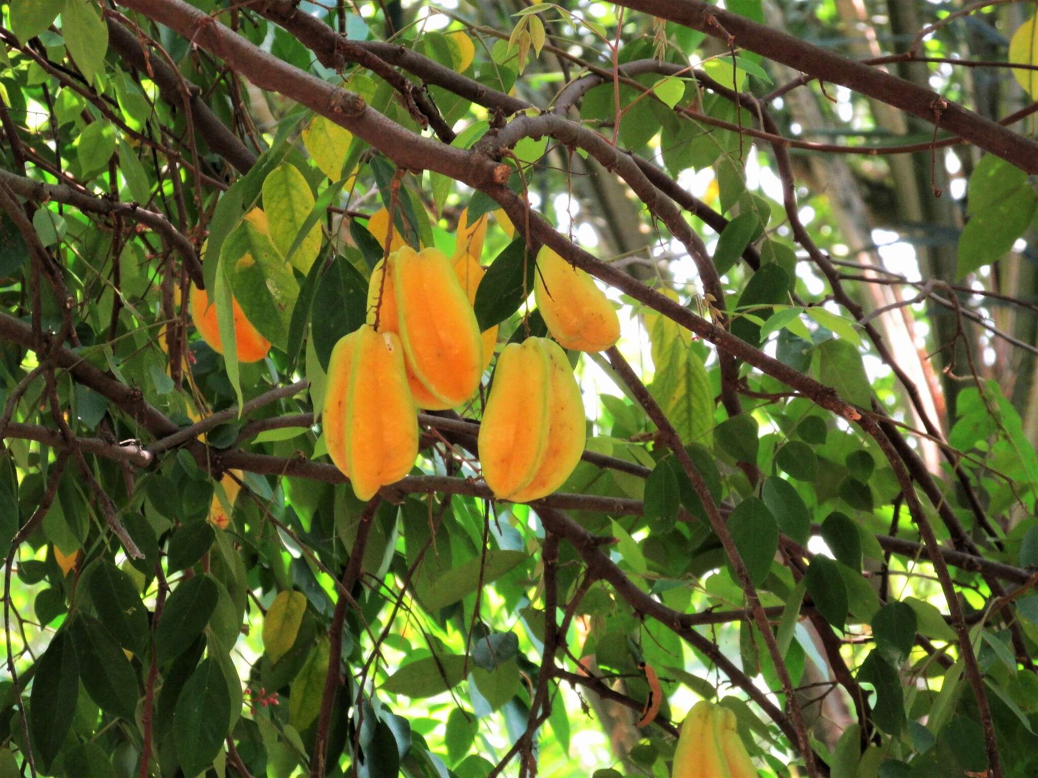 Image of carambola