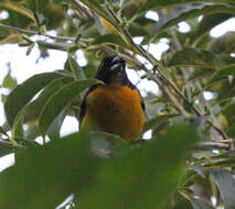 Image de Ploceus bicolor bicolor Vieillot 1819