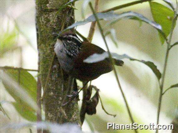 Image of Gray-breasted Wood-Wren