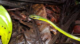 Image of Cope's Parrot Snake