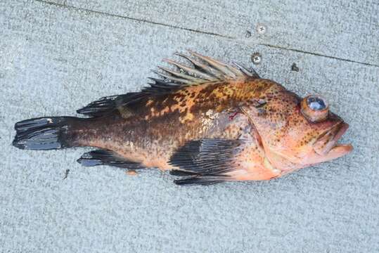 Image of Quillback rockfish