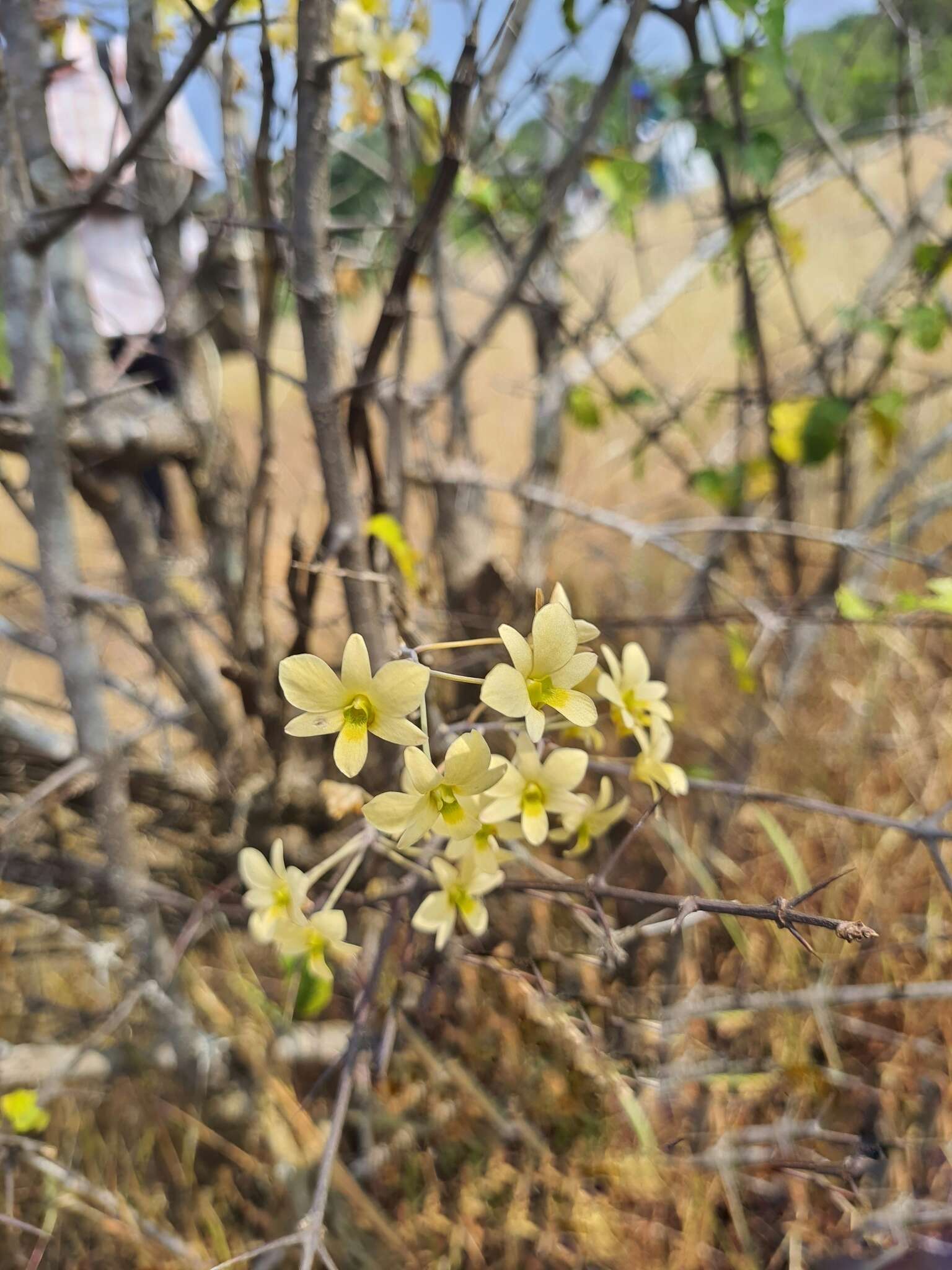 Слика од Dendrobium ovatum (L.) Kraenzl.