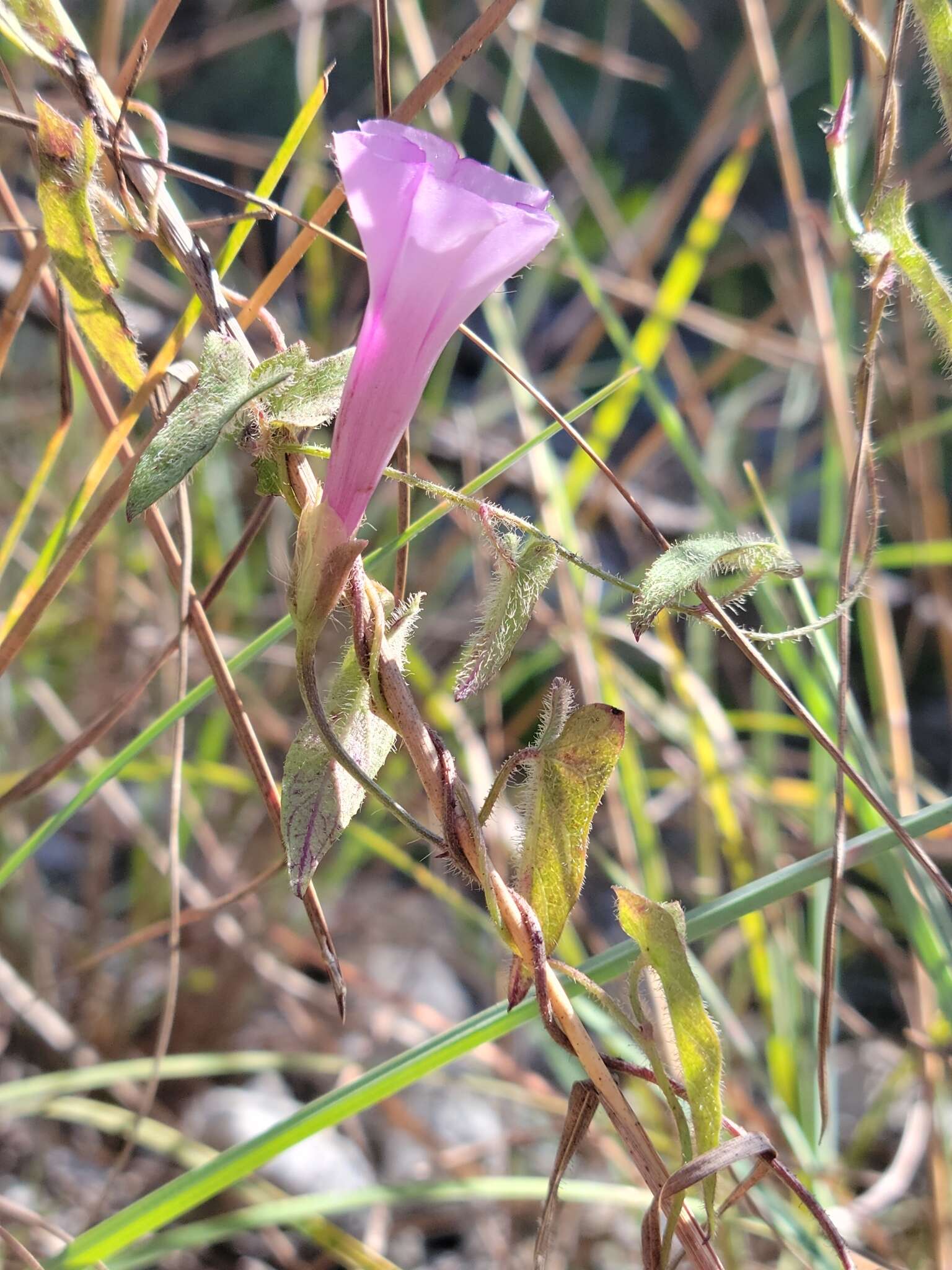 Image of rockland morning-glory