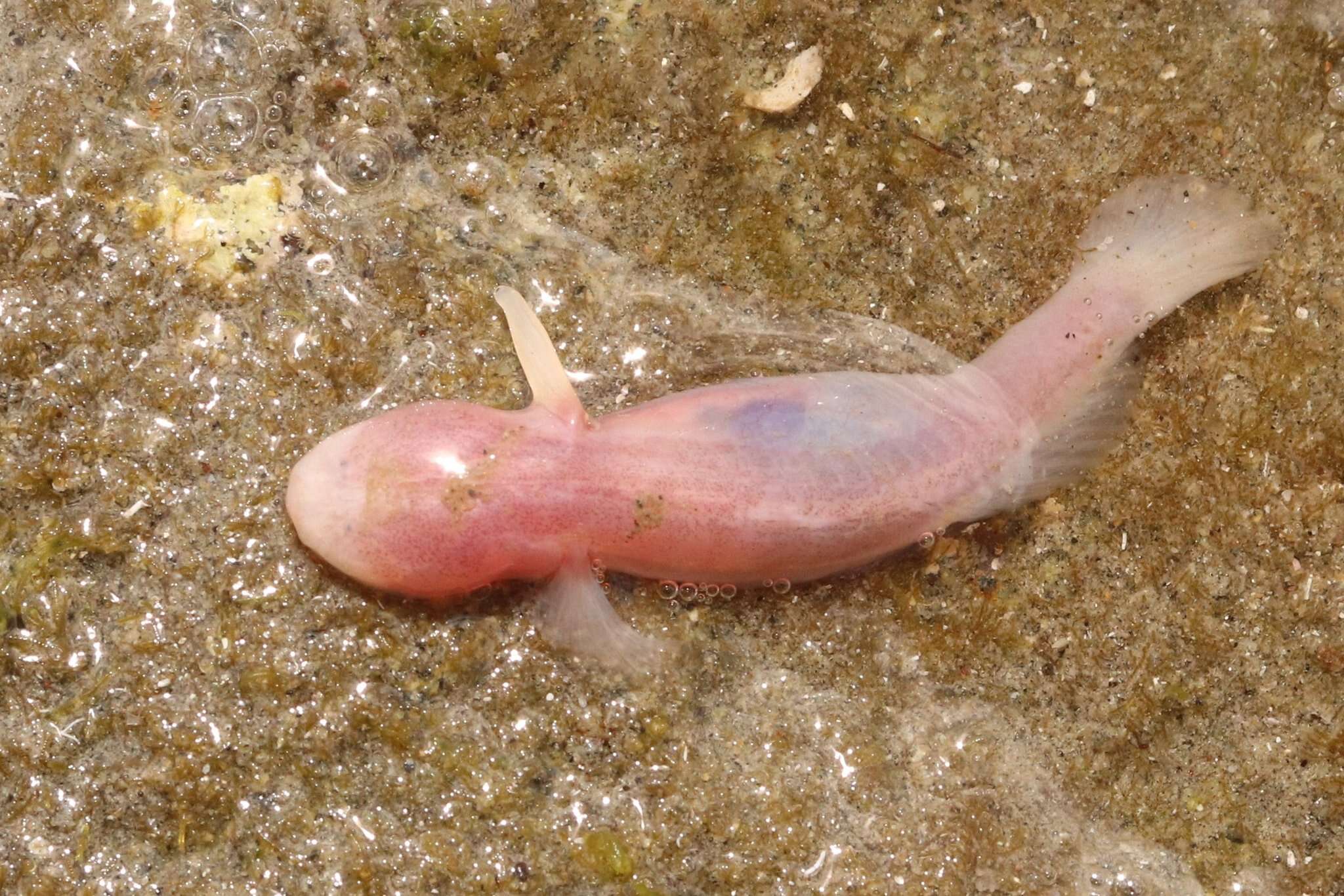 Слика од Typhlogobius californiensis Steindachner 1879