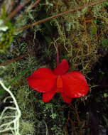 Image of Scarlet Cattleya