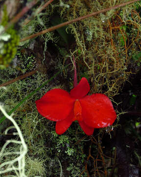 Image of Scarlet Cattleya