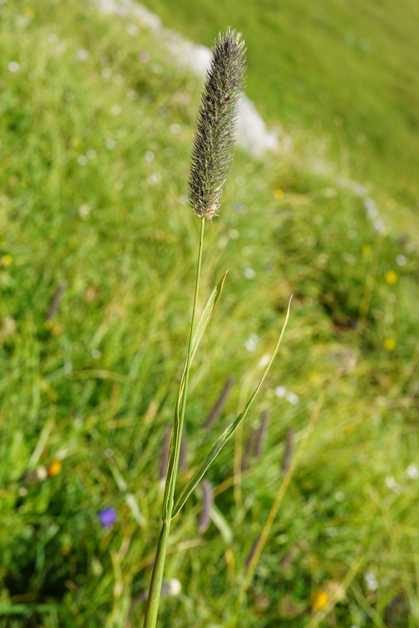 Image of Phleum alpinum subsp. rhaeticum Humphries