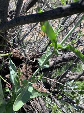 Image of Long Valley tumblemustard