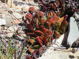 Image of Redleaf crassula