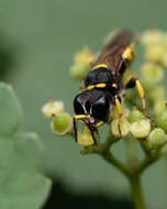 Ectemnius cephalotes (Olivier 1792)的圖片