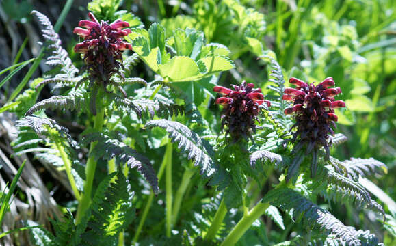 Imagem de Pedicularis recutita L.