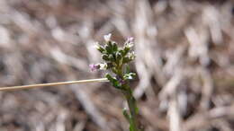 Image of Flagstaff rockcress