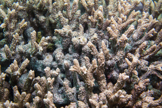 Image of spine coral