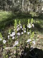 Sivun Euphrasia collina R. Br. kuva