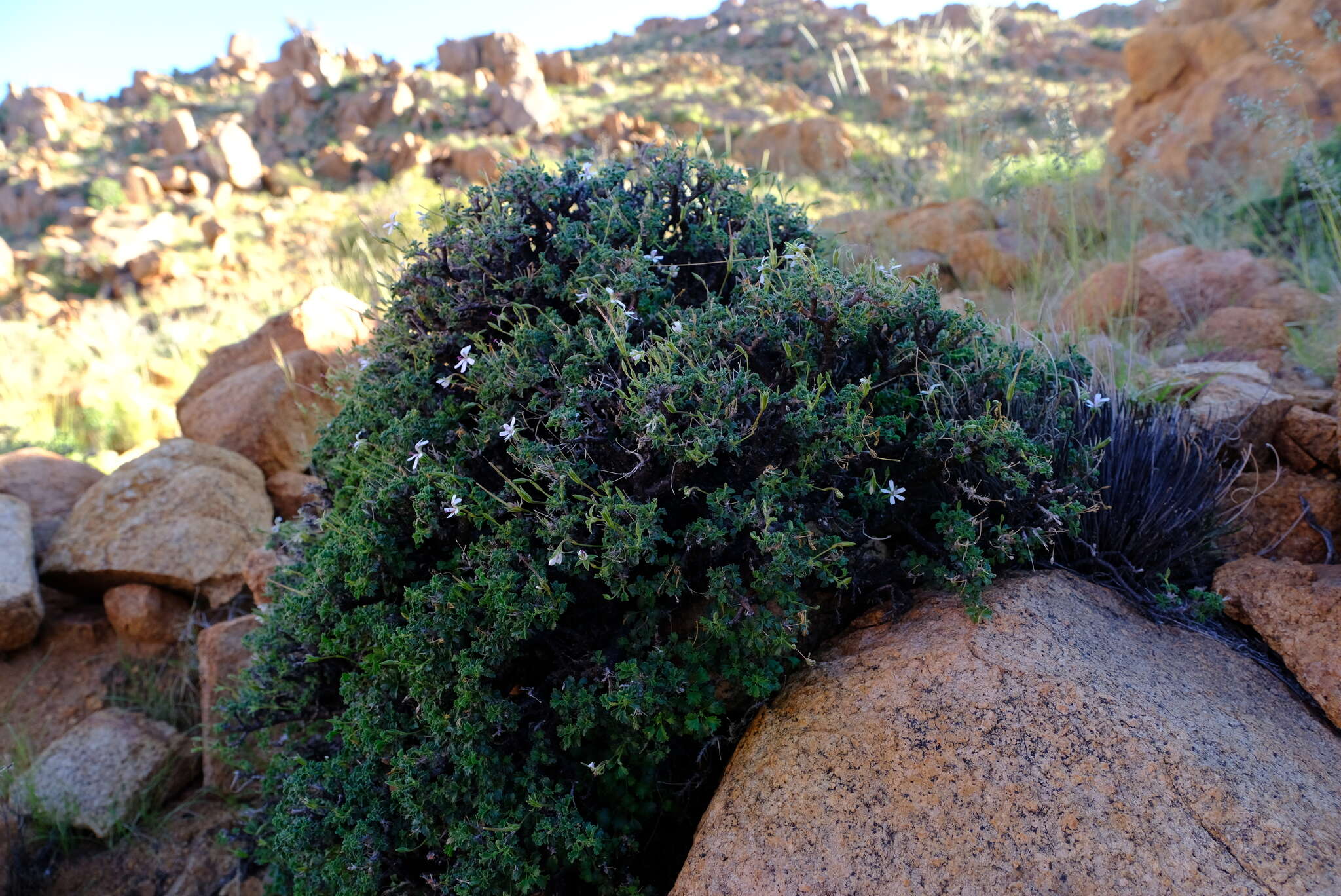 Imagem de Pelargonium xerophyton Schltr. ex Knuth