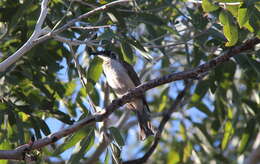 Image of Silver-crowned Friarbird