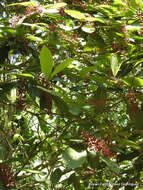 Plancia ëd Miconia trinervia (Sw.) D. Don ex Loud.