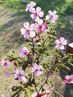 Image of Acmadenia tetragona (L. fil.) Bartl. & Wendl. fil.