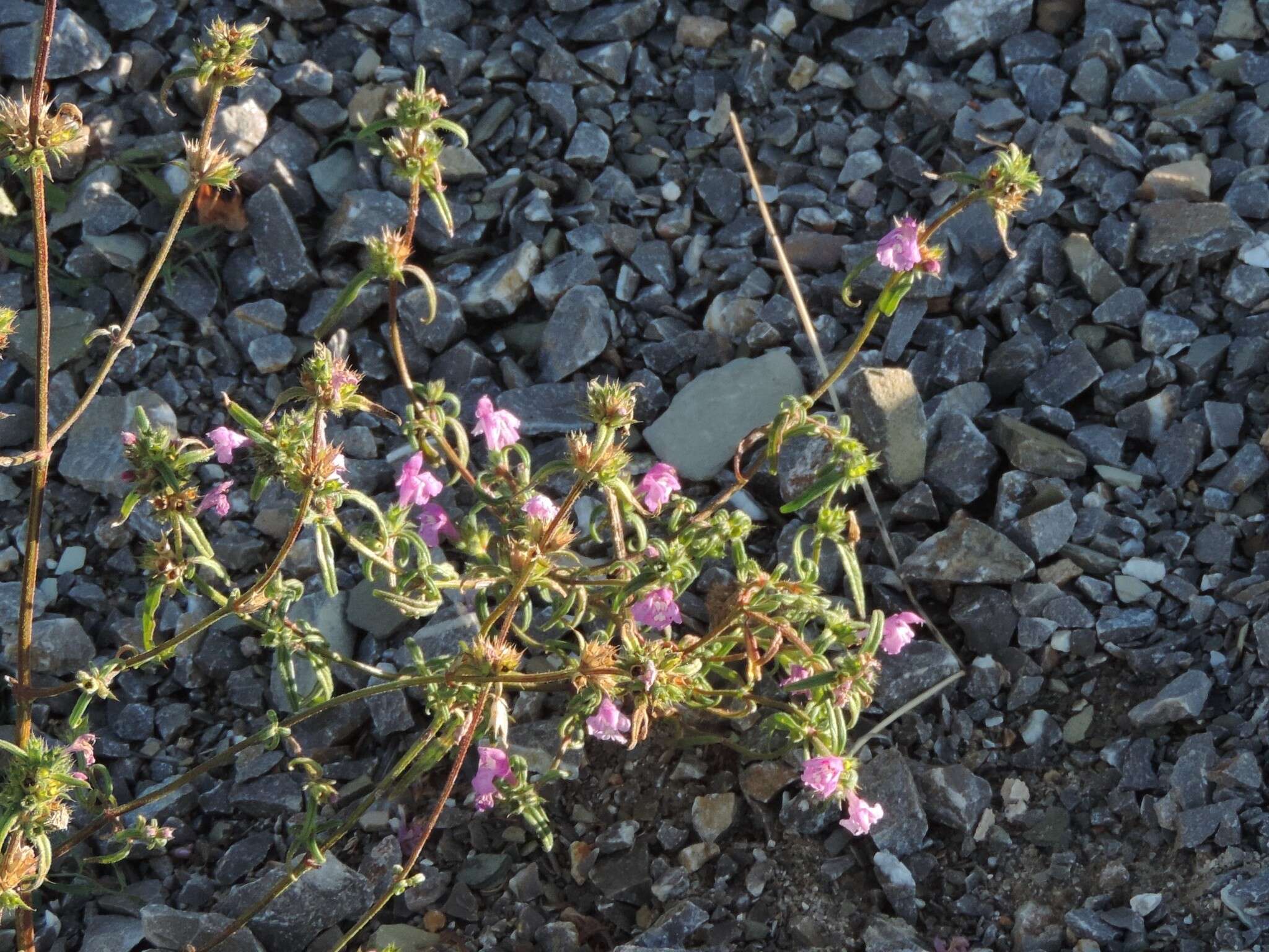 Imagem de Galeopsis angustifolia Ehrh. ex Hoffm.