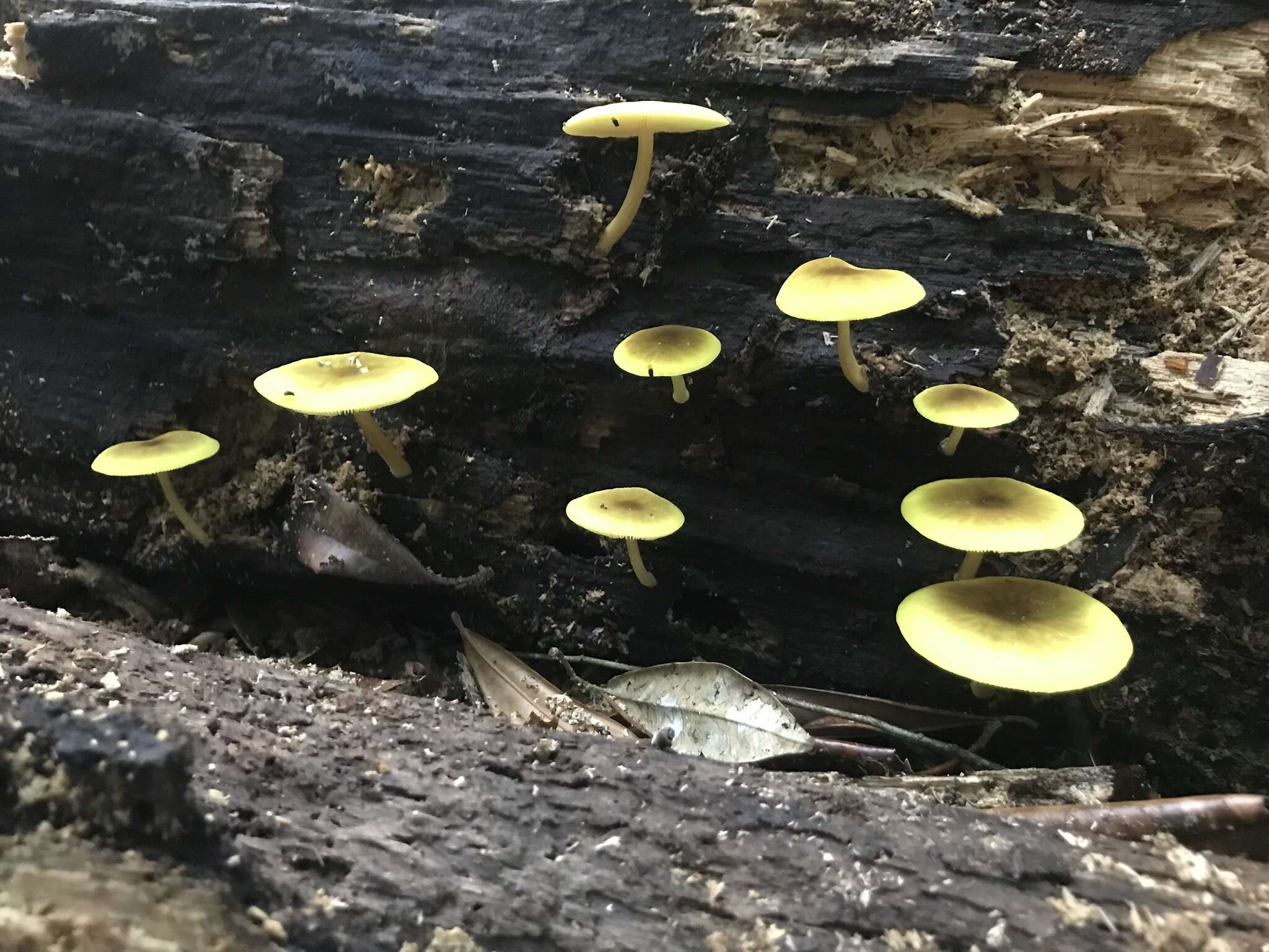 Image of Pluteus chrysaegis (Berk. & Broome) Petch 1912