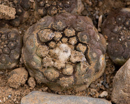 Image of Copiapoa hypogaea F. Ritter