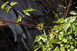 Imagem de Clematis peterae var. lishanensis (T. Y. Yang & T. C. Huang) W. T. Wang