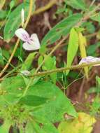 Image of Dicliptera thlaspioides Nees