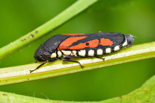 Image of Oncometopia (Similitopia) rufipennis (Signoret 1855)