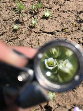 Image of Boggs Lake hedgehyssop