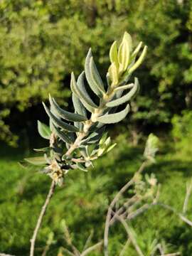 Image de Myrceugenia myrtoides Berg