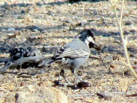 Plancia ëd Melaniparus cinerascens cinerascens (Vieillot 1818)