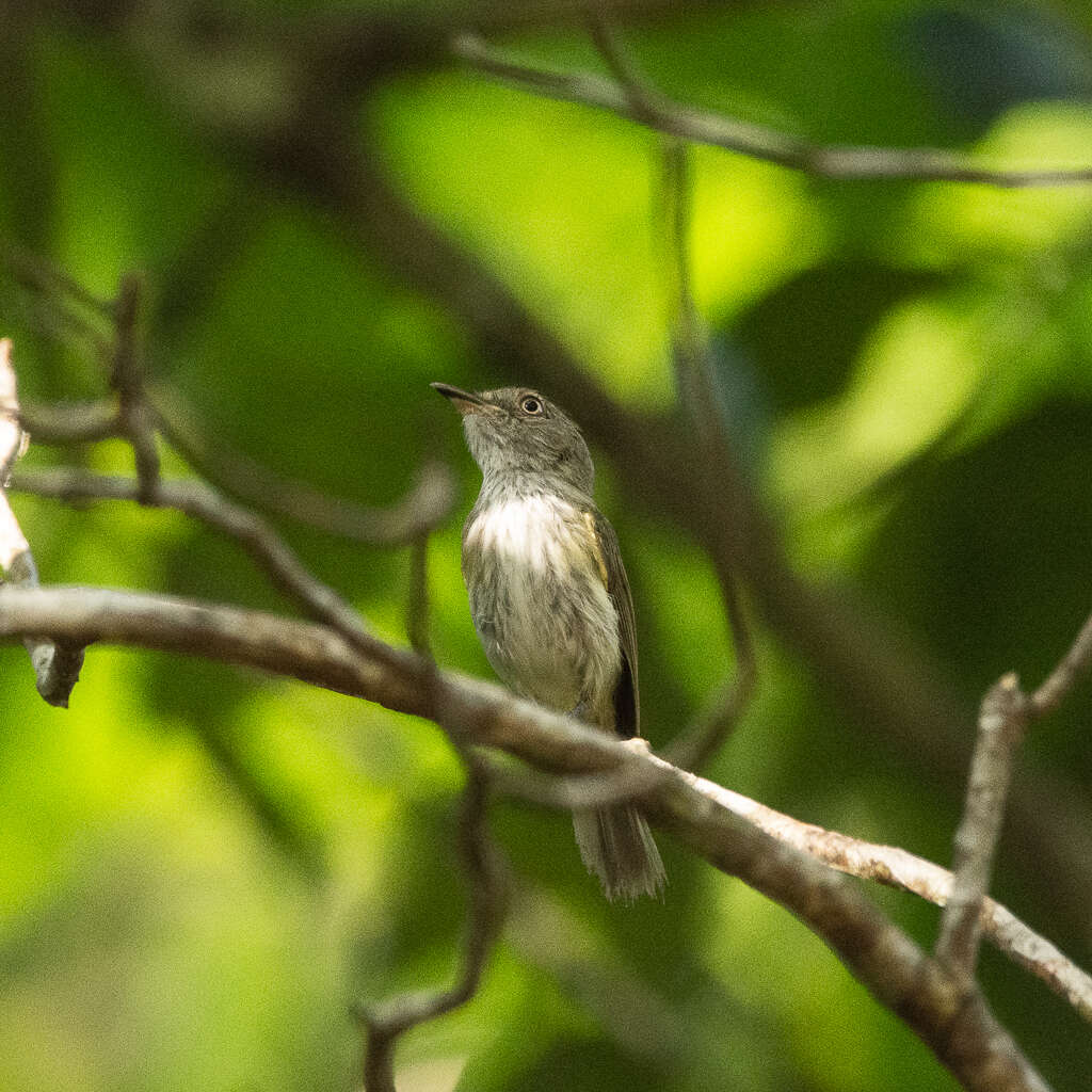 Image of Helmeted Pygmy Tyrant