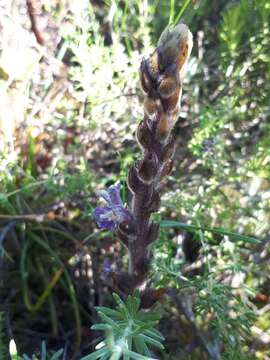 Image of Phelipanche rosmarina (G. Beck) Banfi, Galasso & Soldano