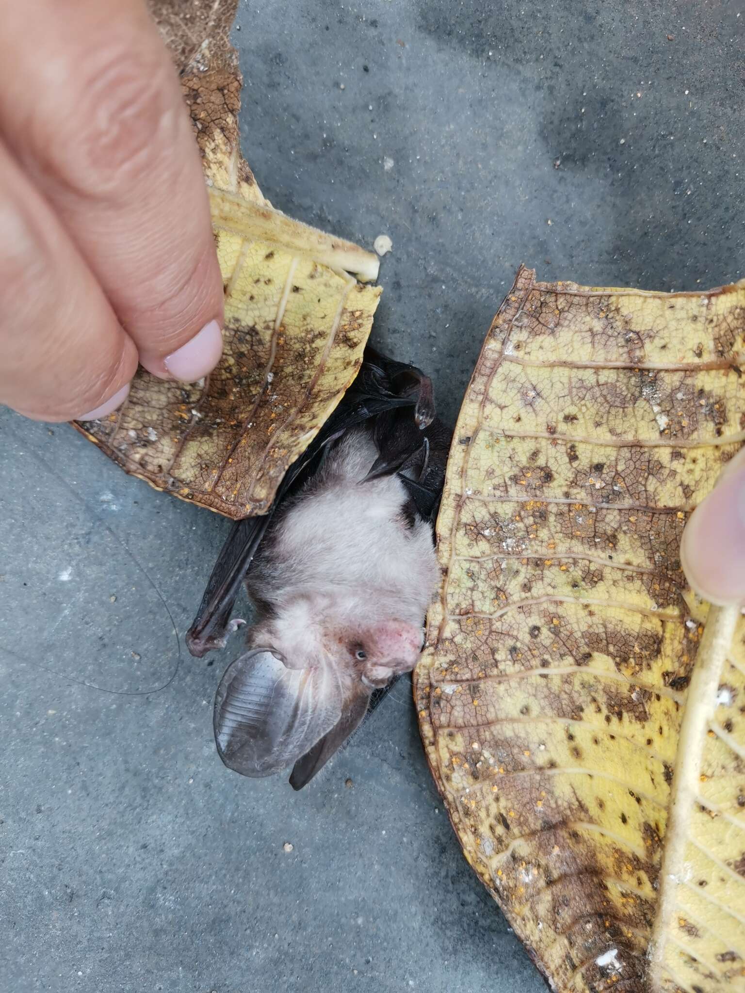 Image of Vietnamese Leaf-nosed Bat