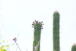 Image of Cephalocereus nudus