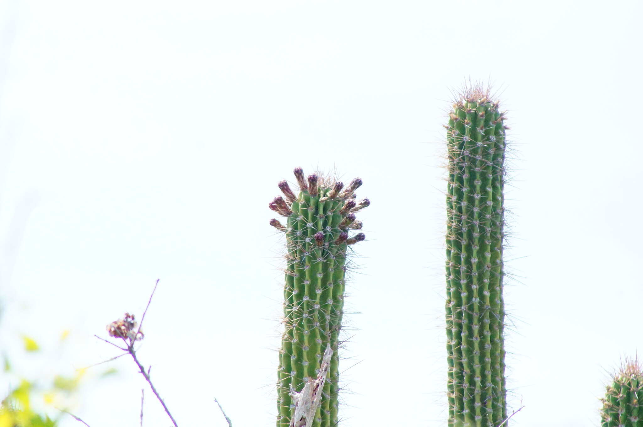 Image of Cephalocereus nudus