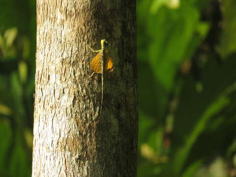 Image of Sulawesi Lined Gliding Lizard