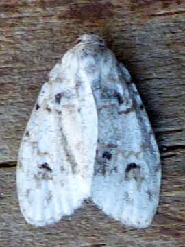 Image of Clemensia ochreata