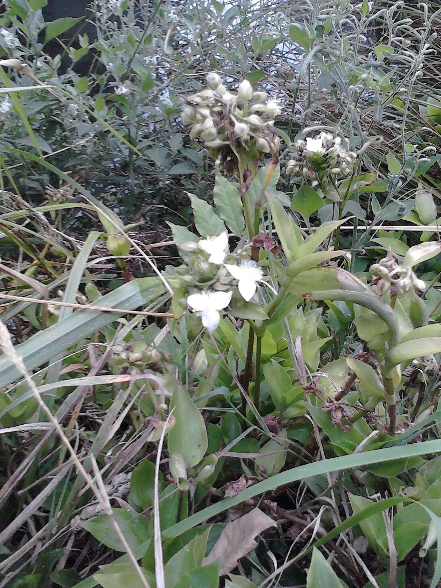 白花紫露草的图像