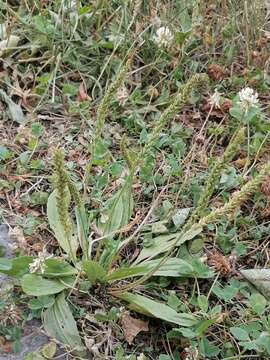 Image of Plantago depressa Willd.