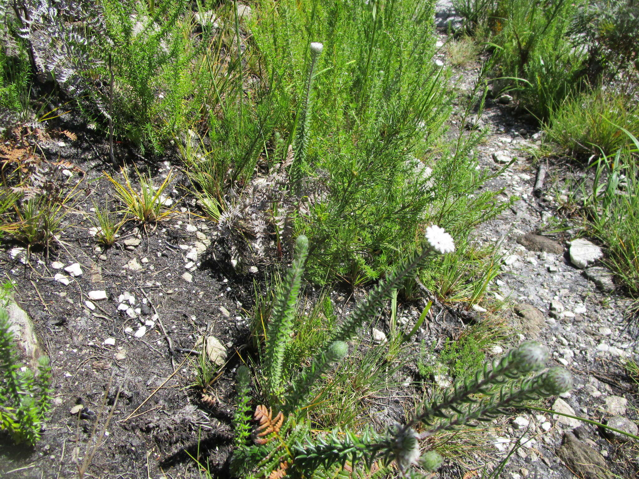 Image of Phylica curvifolia (Presl) Pillans ex Fourc.