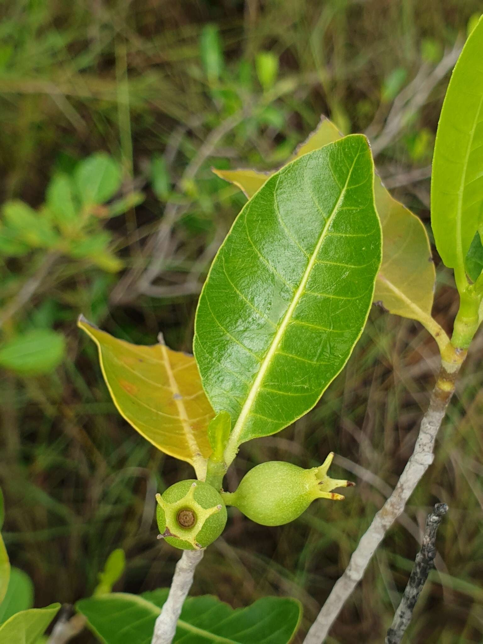 Gardenia rutenbergiana (Baill. ex Vatke) J.-F. Leroy的圖片